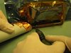 IMG_1585